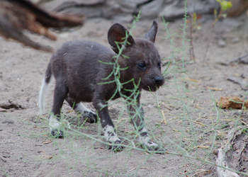 Bushman Plains Camp: Wildhundwelpe