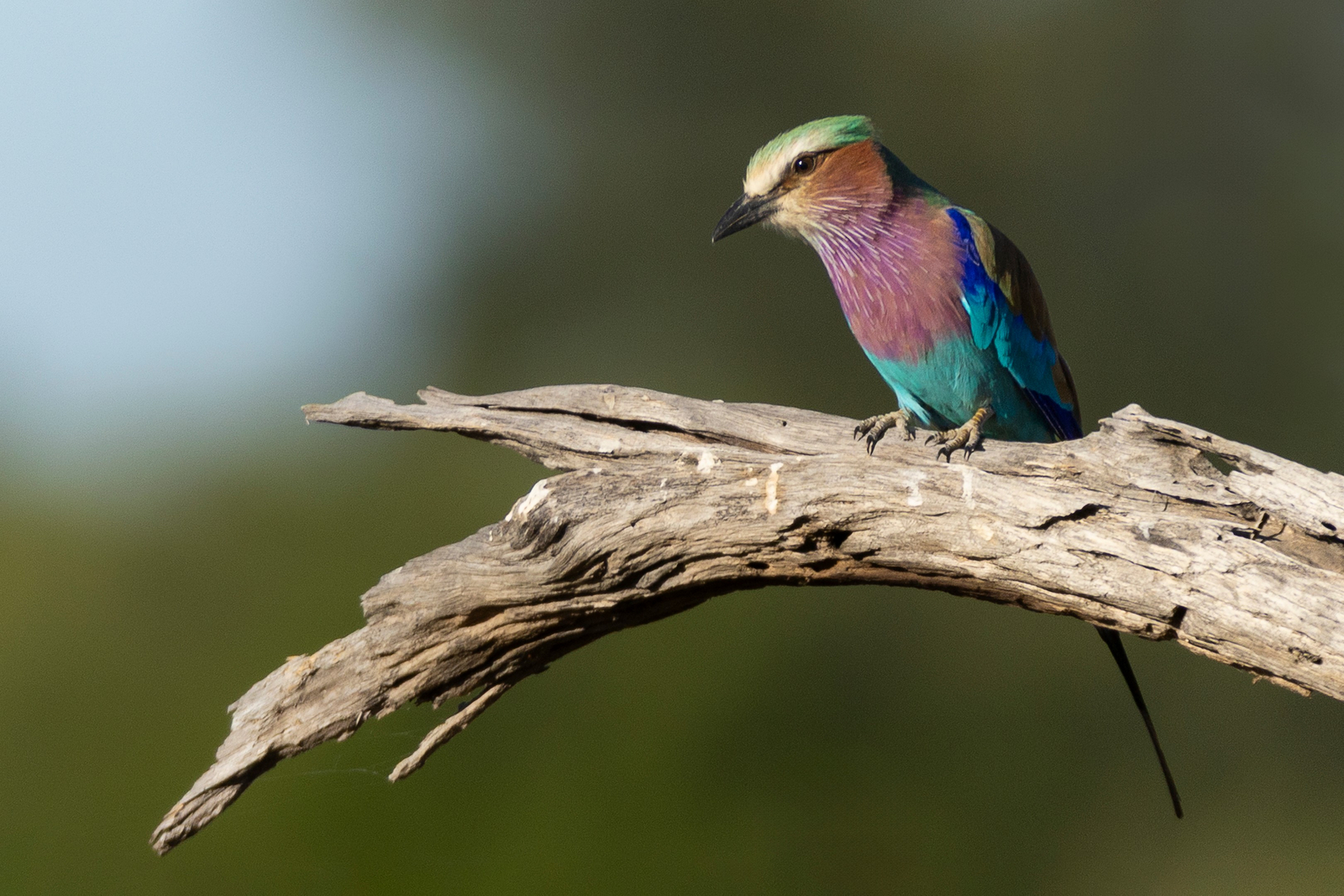 Camp Khwai Camp Khwai: Gabelracke