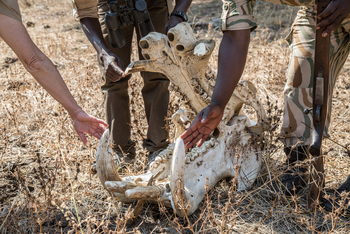 Chikoko Trails: Nilpferdschädel