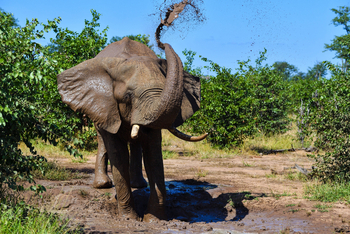 Chilo Ivory Trail Adventure: Schlammbad