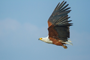 Chobe Savanna Lodge: African Fish Eagle