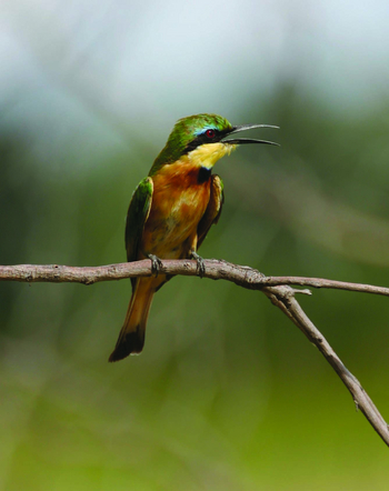 Duke's Camp: Little Bee-Eater