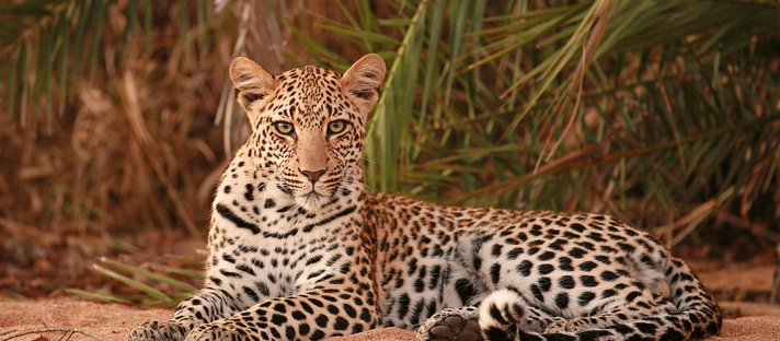 Dulini River Lodge: Leopard Südafrika