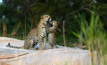 Dulini River: Verspielter, kleiner Leopard