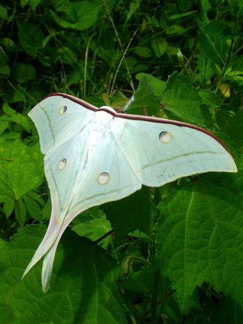 Flame of the Forest Safari Lodge: Moon Moth