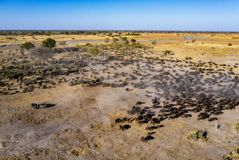 Gomoti Plains Camp: Tiere und Landschaft