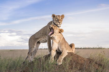 Governors' Mugie: Lion Tracking