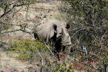 Grootberg Lodge Grootberg Lodge: Nashörner
