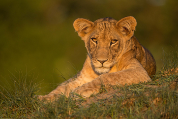 Ila Safari Lodge Ila Safari Lodge: Löwin