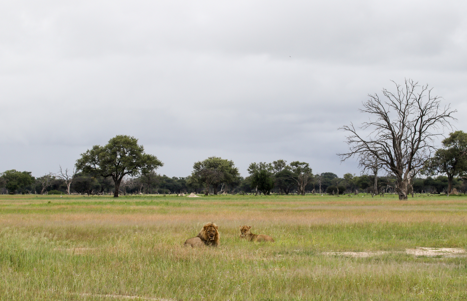 Imvelo Safaris Imvelo Safaris: Löwe und Löwin