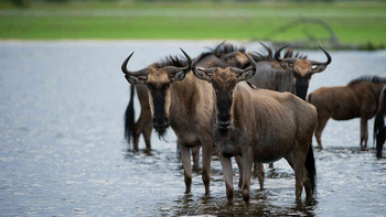 Jacana Camp: Gnus im Wasser