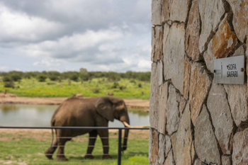 Jamala Madikwe: Elefant am Wasser im Tageslicht