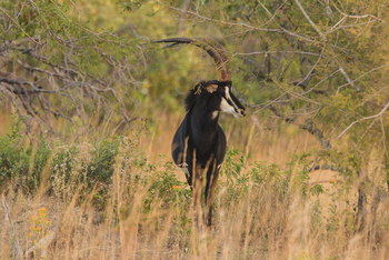 KaingU Safari Lodge: Rappenantilope