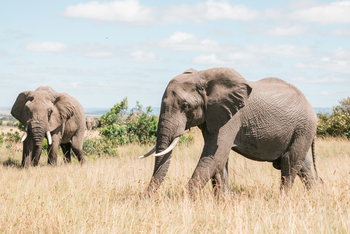 Kandili Camp: Elefantenbullen