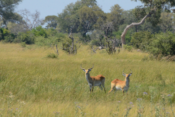 Karangoma Camp: Rote Moorantilopen