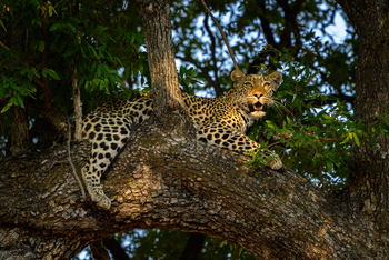King's Pool Camp King's Pool Camp: Leopard im Baum