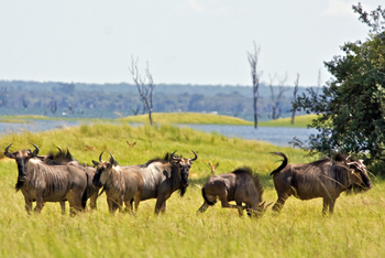 Konkamoya Lodge: Gnus