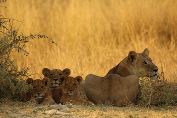 Beagle Expeditions: Löwin mit Jungtieren