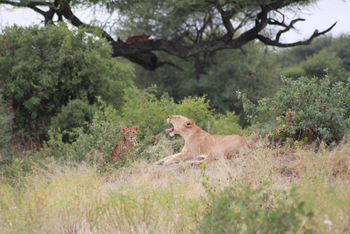 Mbali Mbali Tarangire River Camp: Löwin mit Jungtier