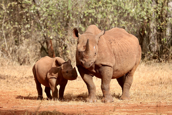 Mkomazi Wilderness Retreat: Rote Nashörner mit Kalb im Buschland
