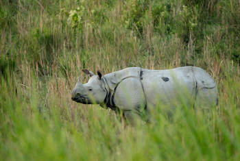 Musa Jungle Retreat Musa Jungle Retreat: Panzernashorn