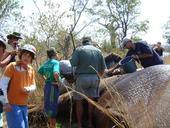 Musango Safari Camp: Elefantenschutz