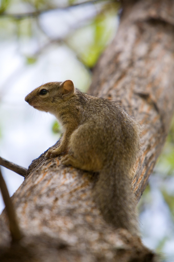 Mushara Game Drive: Baumhörnchen