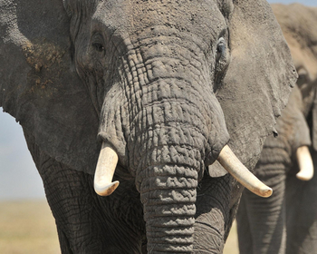 Ndutu Safari Lodge: Elefant