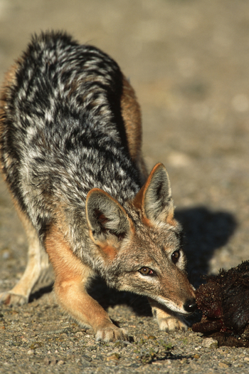Okonjima Plains Camp: Schakal
