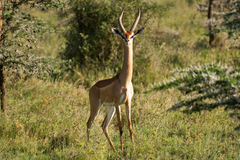 Ol Donyo Lodge: Gerenuk-Bock