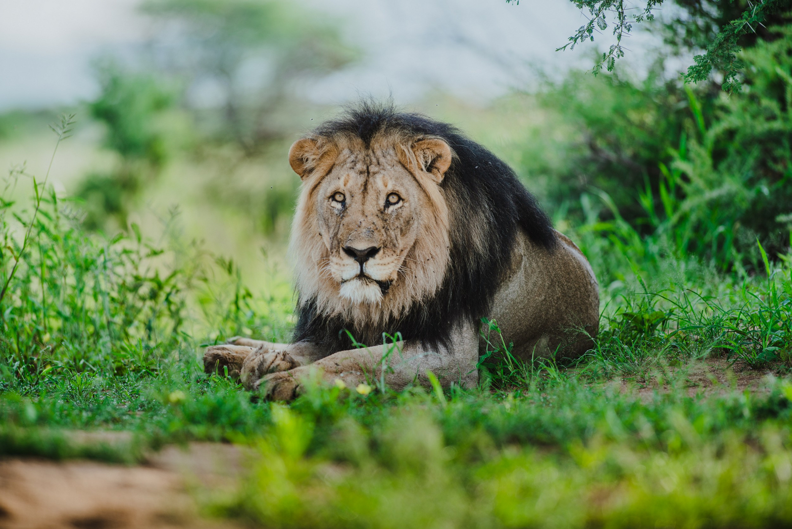 Old Traders Lodge Old Traders Lodge: Männlicher Löwe