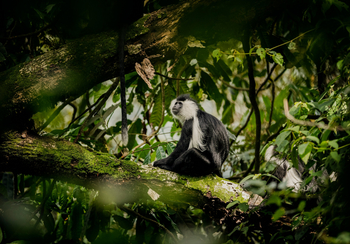 One and Only Nyungwe House: Schwarz-weißer Stummelaffe