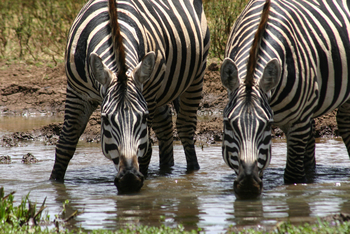 Richard's River Camp: Trinkende Zebras