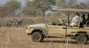 Royal Zambezi Lodge: Begegnung mit Zebras