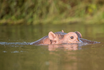 Royal Zambezi Lodge: Hippo