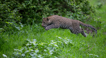 Royal Zambezi Lodge: Leopard springt