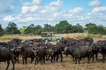 Ruckomechi Camp: Wasserbüffelherde