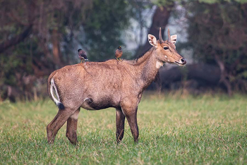 Sawai Vilas: Kailadevi Sanctuary - Nilgai