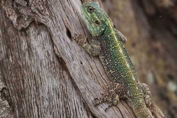 Serian Serengeti Lamai: Iguana