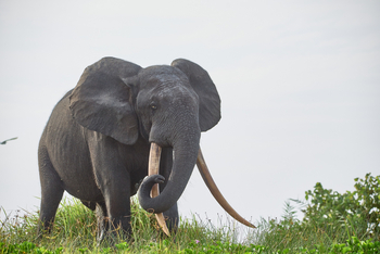 Sette Cama Eco Camp: Waldelefantenbulle