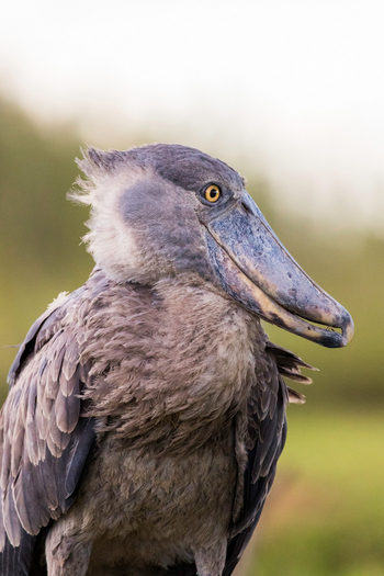 Shoebill Island Camp Shoebill Island Camp: Schuhschnabel