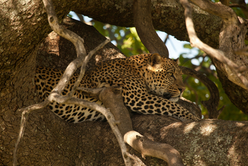 Solio Lodge: Leopard