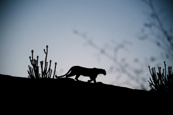 Sujan Jawai: Leopardensilhouette