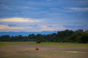 Sungani Lodge Sungani Lodge: Löwe