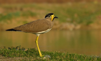 Svasara Jungle Lodge: Yellow-Wattled Lapwing