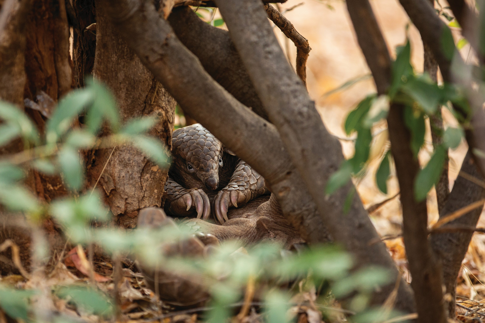 Tembo Plains Camp Tembo Plains Camp: Pholidota im Busch