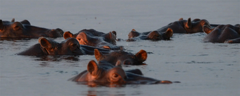 The Old House: Nilpferd