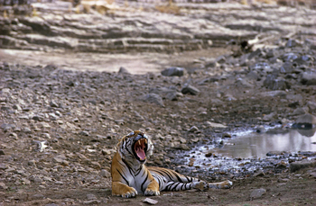 Tiger in Ranthambore National Park