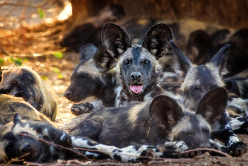 Vundu Camp Vundu Camp: Wildhundgruppe