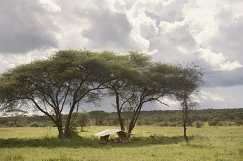 Wayo Walking Camp: Zelt im Schatten von Bäumen